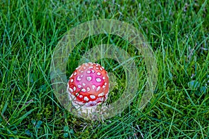 a red toadstool