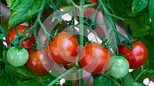 Tomato Solanum lycopersicum photo