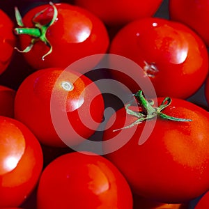 Round red tomatoes in a basin of water are ready for preservation