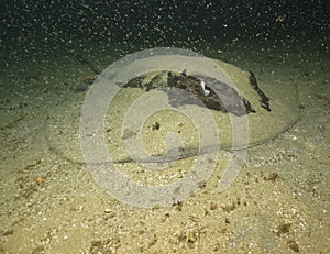 Round ribbon tail ray hiding in the sand