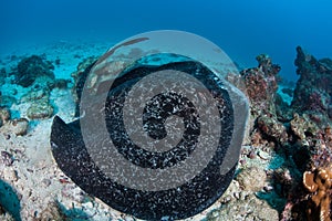 Round Ribbontail Ray in Cocos Island