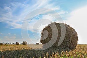 Round rolled hay bales in agricultural field on sunny day