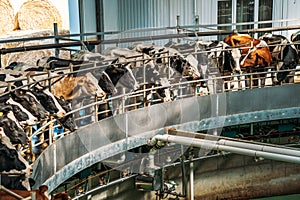 Round rotary machine for milking cows in dairy farm