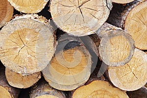 Round rough logs close-up in a lumber warehouse