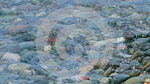 Round Sea Pebbles Are Washed By Clean Transparent Sea Waves. Small Sea Foam Waves.