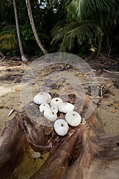 Round seashells on log