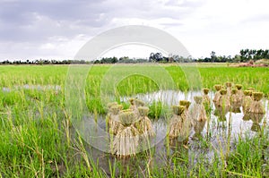 Round of seedings rice in farm