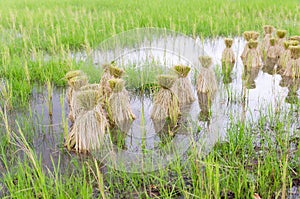 Round of seedings rice in farm