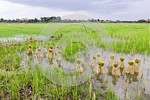 Round of seedings rice in farm
