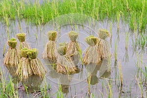 Round of seedings rice in farm