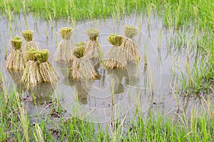 Round of seedings rice in farm