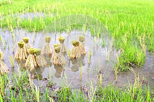 Round of seedings rice in farm