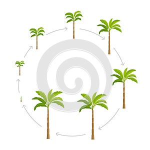 Round set growth stages of palm tree. Vector Illustration growing plants. Circle period progression life cycle animation