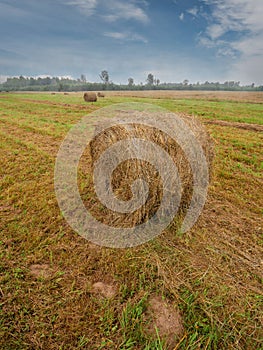 Round shape bale of hay and lines of freshly cut grass in a farm field, beautiful cloudy sky. Agriculture industry. Meadow in