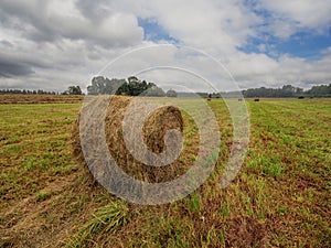 Round shape bale of hay and lines of freshly cut grass in a farm field, beautiful cloudy sky. Agriculture industry. Meadow in