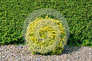 Round Shape Bush