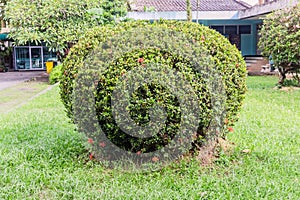 Round shape of green coniferous shrubs in garden