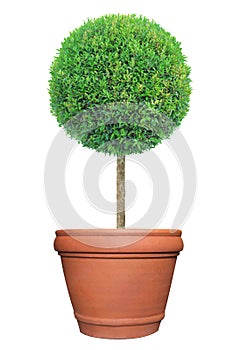 Round shape topiary tree on clay pot container isolated on white background