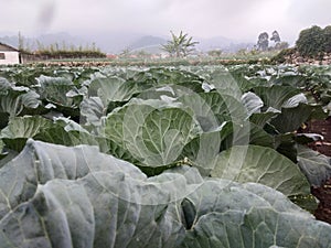 Round shaped cabbage