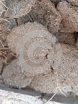 Round shaped dung cakes made up of cow dung