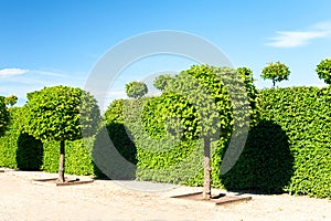Round shaped topiary green trees in Rundale royal ornamental gar
