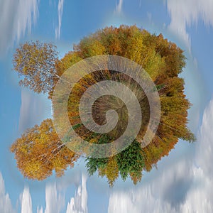 Photo panorama of autumn birches in the field, blue sky. Round, spherical autumn photography.Small planet