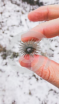 Round spiky plant in hand on a background of snow in winter close-up