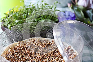 Round sprouter in transparent plastic photo