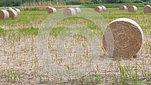 Round stack of straw or hay on the field