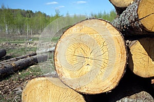 Round stacked sawed pine logs in a pile closeup