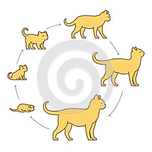 Round stages of cat growth set. From kitten to adult cat. Animal pets. Pussy grow up animation progression. Circle Pet life cycle