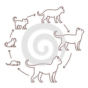 Round stages of cat growth set. From kitten to adult cat. Animal pets. Pussy grow up animation progression. Circle Pet life cycle