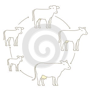 Round Stages of cow growth set. Milk farm. Breeding cow. Beefs production. Cattle raising. Calf grow up animation circle