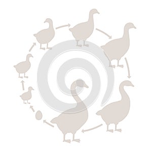 Round Stages of poultry growth set. Breeding fowl. Goose production. Goose farm. Gosling grow up circle animation progression.