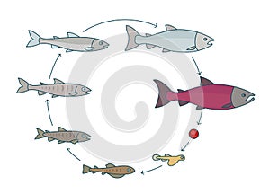 Round stages of salmon fish growth set. From parr to adult sockeye fish development. Grow up circle animation