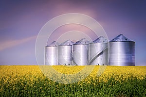 Round steel bins sitting in a canola field at evening