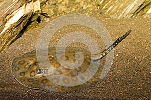 Round Stingray in Aquarium