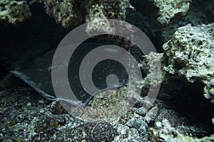 Round Stingray