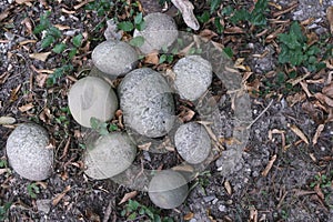 The round stones lying on the ground