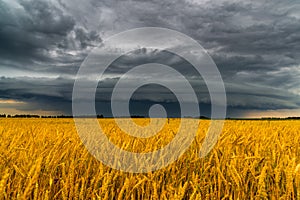 Round storm cloud over a wheat field. Russia