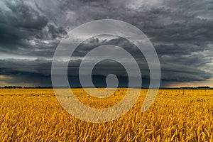 Round storm cloud over a wheat field. Russia