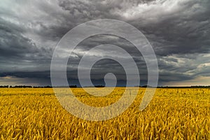 Round storm cloud over a wheat field. Russia