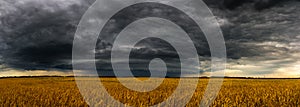 Round storm cloud over a wheat fieldin Russia. Panorama