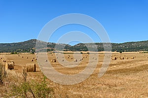 Round straw bales on a field after grain harvest