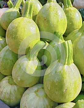 Round summer Squash globe-sqush chappan kaddu courgette round, roundsquash ball-squash fruit of the plant Cucurbita pepo photo. photo