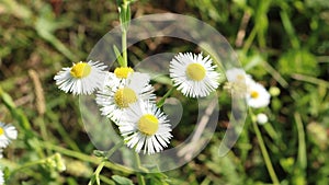 Round sunny daisies on blurred meadow background