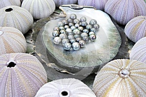 Tahitian Black Pearls photo