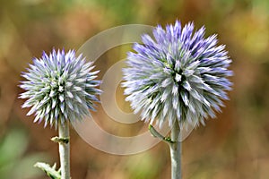 Round thistle flower of spherical shape of lilac color