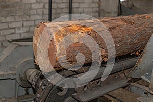 Processing of round timber logs for building wooden house. Removing bark from logs using a machine. Pattern of logs