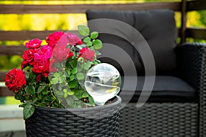 Round transparent self watering device globe inside potted rose plant soil in home garden.